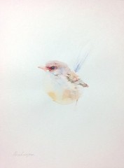Fairy-wren, Birds, Watercolor artwork, Handmade, Original painting on paper
