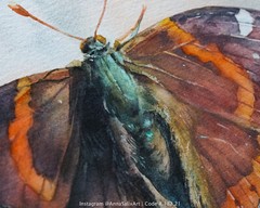 Original Butterfly Watercolor Painting, Red Admiral Colorful Bug Small Moth Art