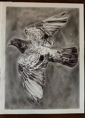 Pigeon Art – Pen, Charcoal – 12”x9”