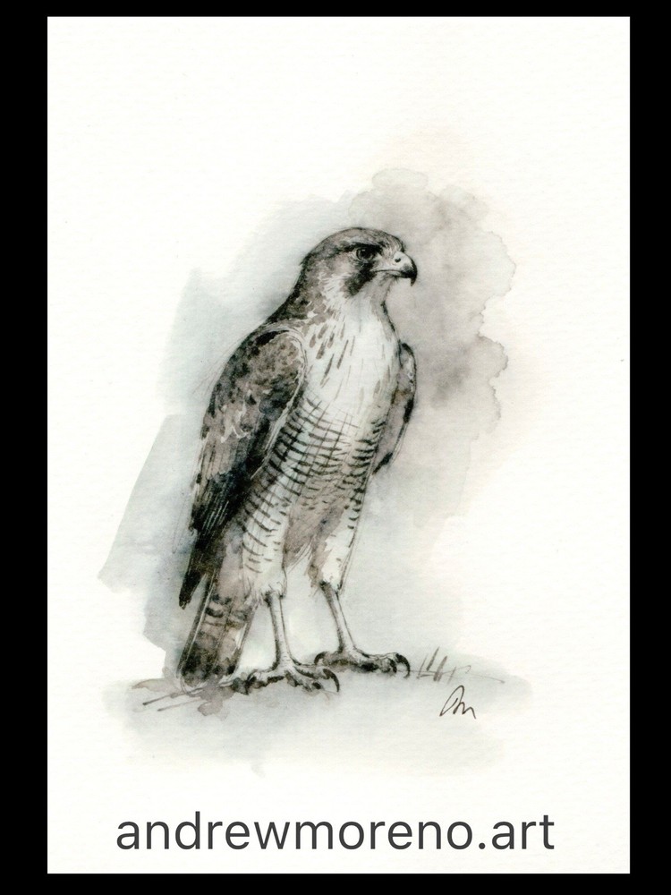 Original Watercolor Painting Hawk Bird Size (5×7 inches)