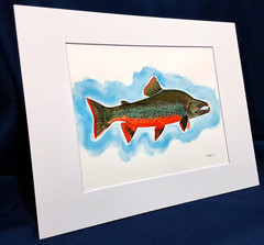 Alaskan Dolly Varden Char Original watercolor 8″x10″ in 11″x14″ acid free Matt