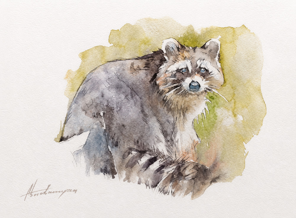Raccon