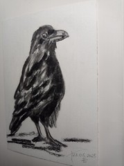 Original Painting Black raven Drawing Wall Art 6 x 8″