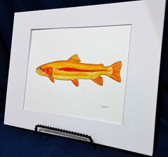 Golden Rainbow Trout Original watercolor 8″x10″ in 11″x14″ acid free Matt