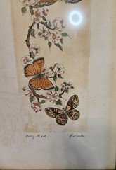 Vgt Western Germany Butterfly Framed Picture 1950 12 1/4″×6 1/2″ (2)