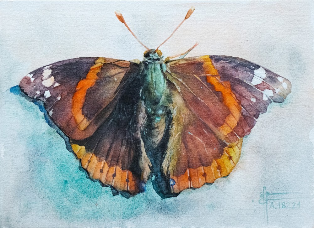 Original Butterfly Watercolor Painting, Red Admiral Colorful Bug Small Moth Art
