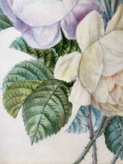 School of Joseph REDOUTE (1759-1840) White Purple Rose Watercolor Vellum Museum