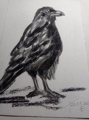 Original Painting Black raven Drawing Wall Art 6 x 8″