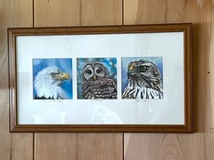 Original Pastel Drawings Framed, American Bald Eagle, Barred Owl, Cooper Hawk