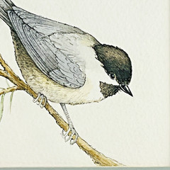 Black-Capped Chickadee Framed Green Mat Artist Signed Kate Davis 93 Gallery Wall
