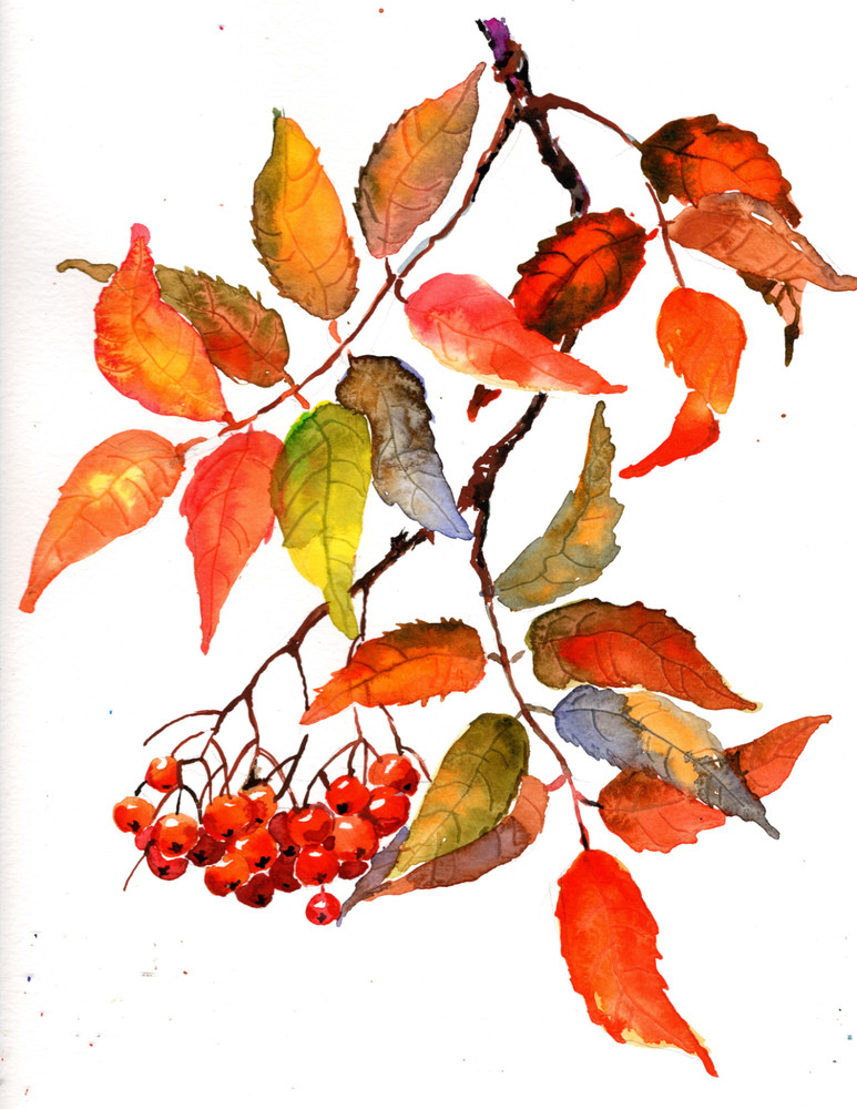 Original painting on paper, Mountain Ash Berry, fall, signed, 9×12