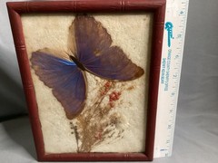 Vntg 1950’s Real Iridescent Blue Morpho Diedus Butterfly Original Bamboo Frame