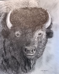 original drawing charcoal buffalo bull portrait on canvas Carol Proebstel