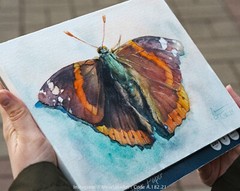 Original Butterfly Watercolor Painting, Red Admiral Colorful Bug Small Moth Art