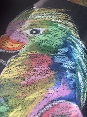 Colorborn Parrot – Original Oil Pastel Abstract Bird 9×12
