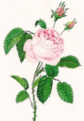 5×7 PRINT OF PAINTING RYTA PINK ROSE FRENCH ANTIQUE STYLE ART VALENTINES DAY 🌹