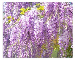 Wisteria Purple Flower Vine Painting Canvas Wall Decor For Living Room Bedroom