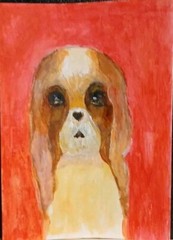 Dog King Charles.