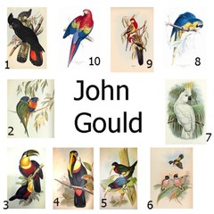 John Gould art painting Vintage Australia Bird print canvas cockatoo poster