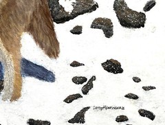 Coyote, Dogs, Wild Dogs, Fox, Wolves