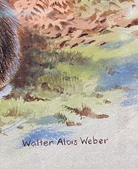 Orig Wildlife Art Painting Snowshoe Hare Seasonal Change by Walter Weber, Signed