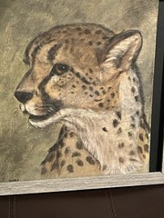 Artwork Cheetah By Judy Hawkins In Frame 15 X 15
