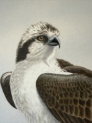 Dave Chapple Painting Bird Fish Realistic Original Large Famous Vintage Listed