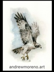 Original Watercolor Painting Hawk Bird Size (5×7 inches)