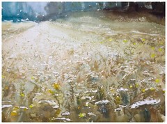 436 Yarrow in Franconia Original Watercolor Painting Painting Impressionist