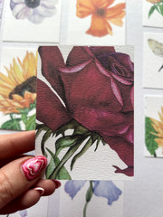 ACEO Edition- Print. Sawyer Crane Flower Watercolor Red Rose Valentine Floral