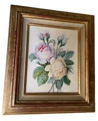 School of Joseph REDOUTE (1759-1840) White Purple Rose Watercolor Vellum Museum