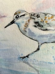 ACEO “Walking On Water” Sandpiper Multi-Media By Sheila Lofgreen