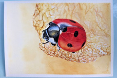 Ladybug on Physalis Watercolor Painting Red Insect on Lantern Leaf A4 Art