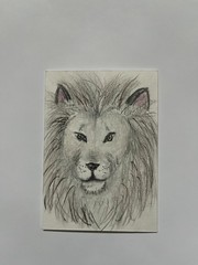 ACEO Original Art Graphite and Charcoal Drawing Lion Abstract by Smlldog