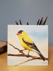 Goldfinch. Original oil painting Backyard bird art. 6×6. Magnetic canvas board.