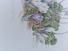 WENDY GIBBS original watercolor signed titled carded and framed 18×16″ OOAK