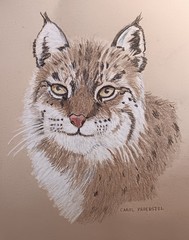 original drawing charcoal bobcat wildlife feline chalk Carol Proebstel