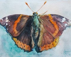 Original Butterfly Watercolor Painting, Red Admiral Colorful Bug Small Moth Art