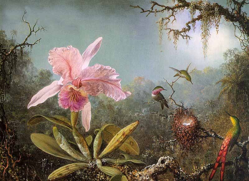 Oil painting Cattelya Orchid and Three Brazilian Hummingbirds flowers