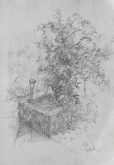 GERRY MILLER. “Still life, Plant”. Pencil Drawing on Paper.14x20cm.