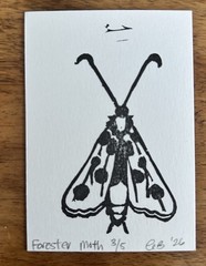 aceo original art by Emily Beck, Forester Moth 3/5, linocut insect art, 3.5×25″