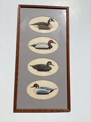 William P. Tyner Original Watercolors Ducks & Canada Goose