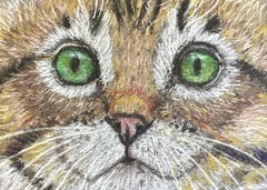 Tabby cat face pastel pencil painting double ACEO 3.5 by 5 inches