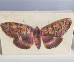 Butterfly and Moth Realistic Acrylic Canvas Painting Set Handmade