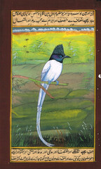 Indian Miniature Painting Of Flycatcher Bird (Bulbul) Vintage Art 6×9.5 Inches