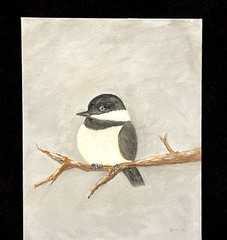 Black Capped Chickadee Oil Painting ACEO Original 8×10 Canvas Board Art Signed