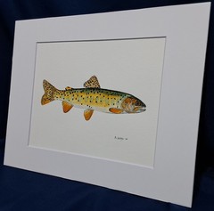 Bonneville Trout Original watercolor 8″x10″ in 11″x14″ acid free matt