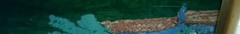 Framed Oil Painting Riviera Ligure By Italian Artist Antonio Di Vicca