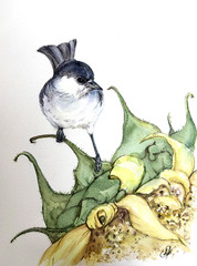 Black Capped Chickadee Original Watercolor Painting Bird Art Sunflower Nature