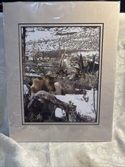 „three bull Elks resting 2005 Wyoming Signed By Harry Bowden Nature Photographer